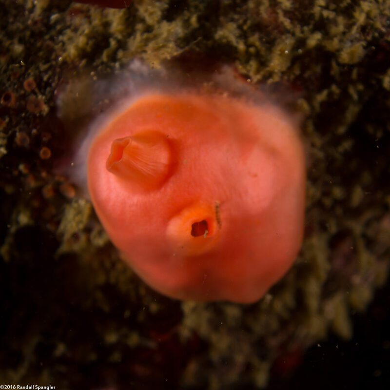 Cnemidocarpa finmarkiensis (Shiny Orange Sea Squirt)