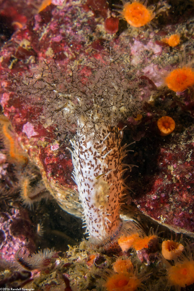 Cucumaria piperata (Peppered Sea Cucumber)