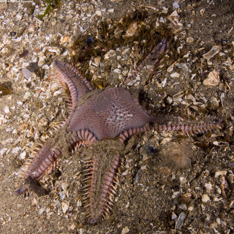 Astropecten armatus (Spiny Sand Star)