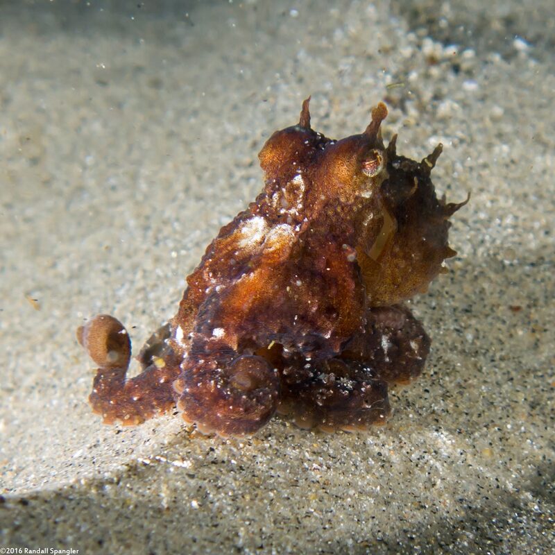 Octopus rubescens (Red Octopus)