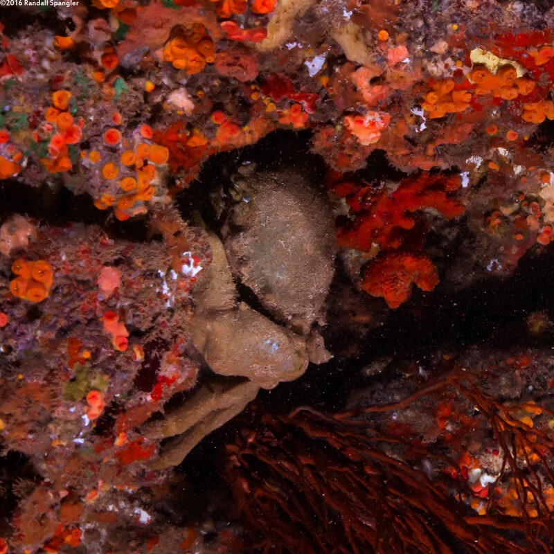 Tumidodromia dormia (Sleepy Sponge Crab)