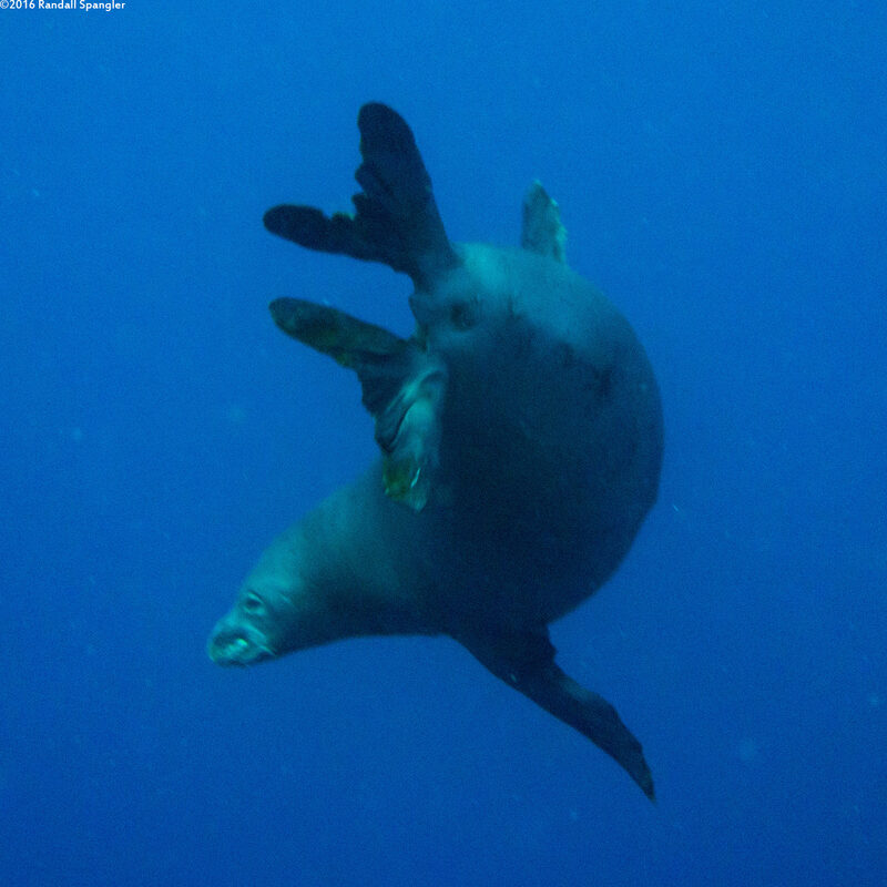 Monachus schauinslandi (Hawaiian Monk Seal)
