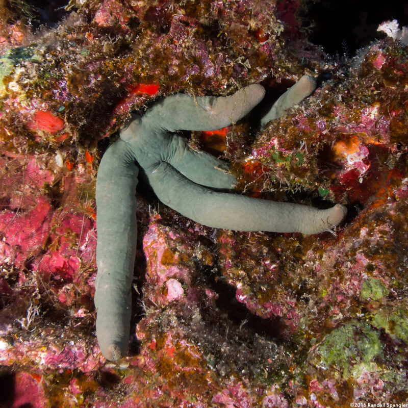 Linckia guildingi (Green Linckia)