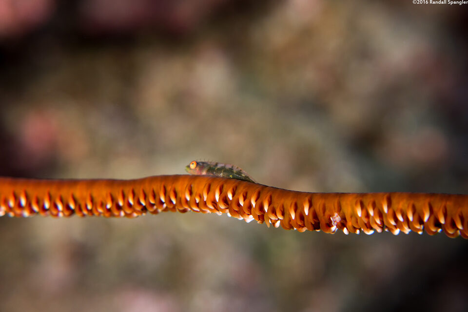 Stichopathes sp.1 (Red Wire Coral)