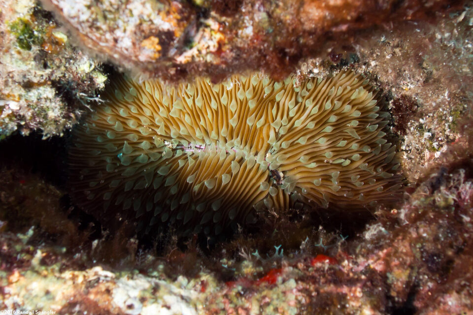 Lobactis scutaria (Oval Mushroom Coral)