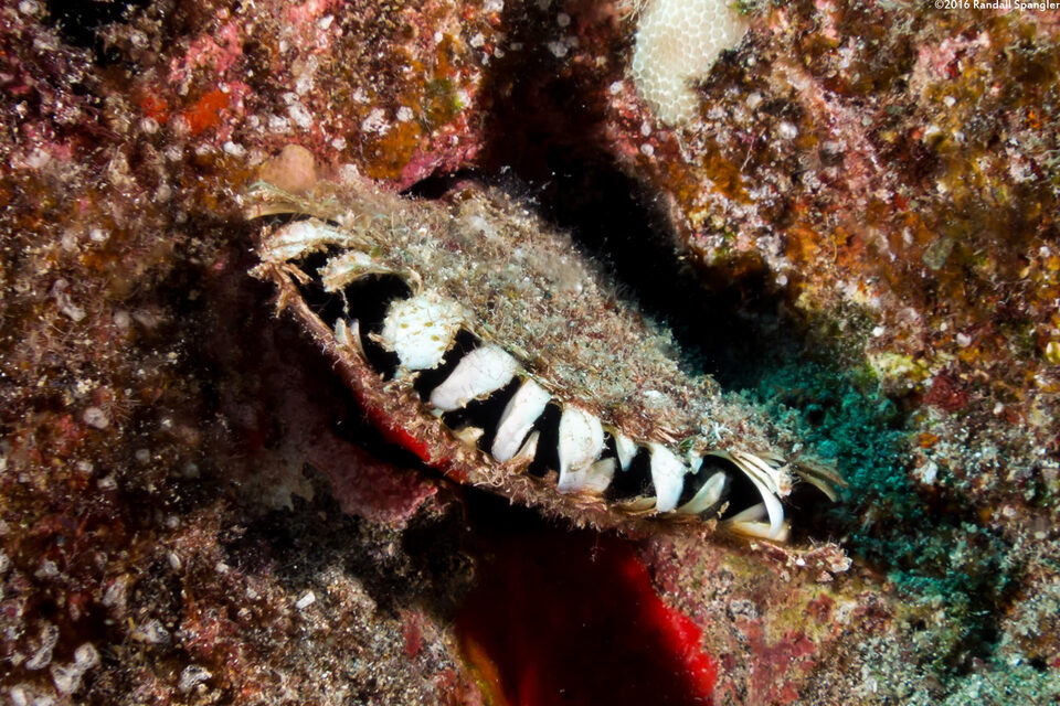 Pinctada margaritifera (Pacific Pearl Oyster)