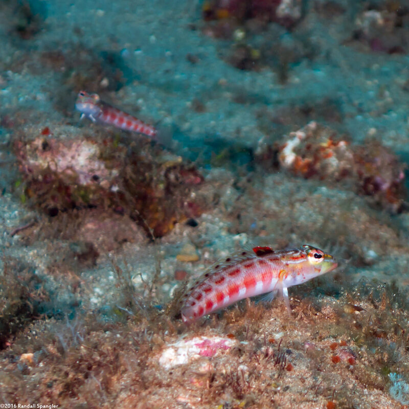 Parapercis schauinslandii (Redspotted Sandperch)