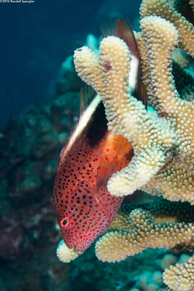 Paracirrhites forsteri (Freckled Hawkfish)
