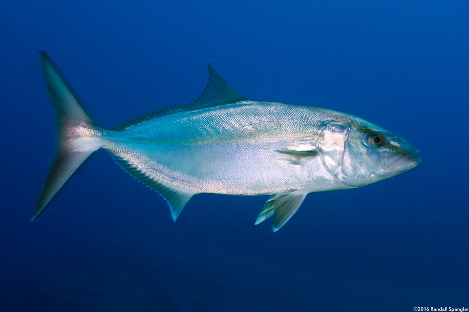 Seriola dumerili (Greater Amberjack)