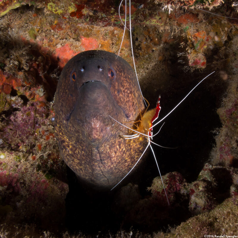 Lysmata amboinensis (White-Banded Cleaner Shrimp)