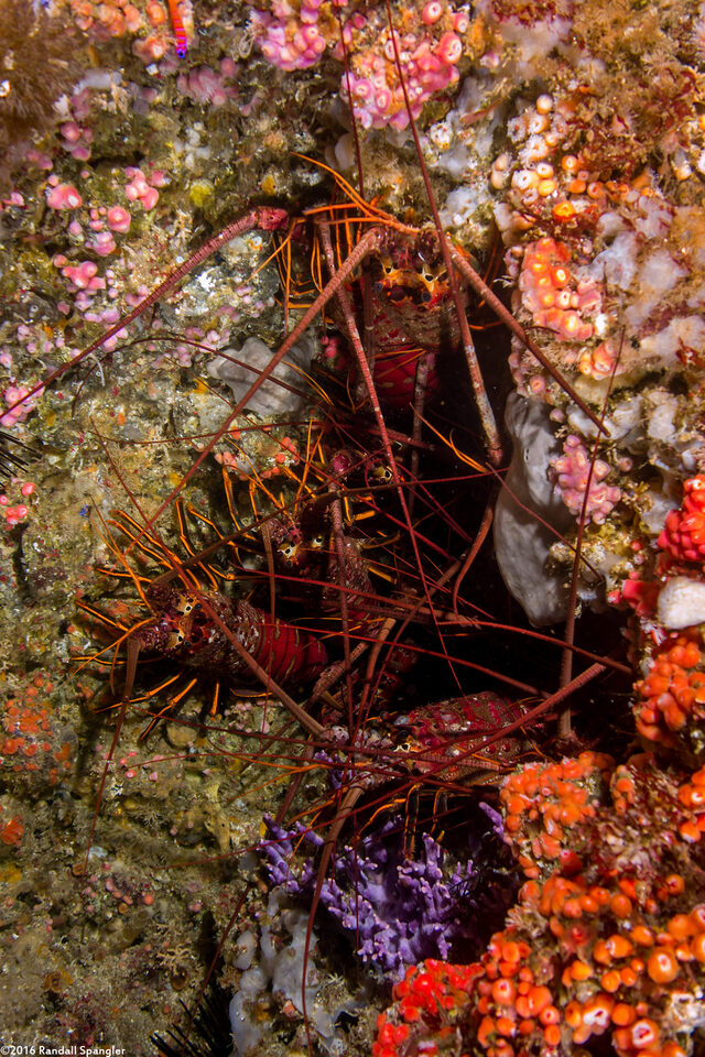 Panulirus interruptus (California Spiny Lobster)