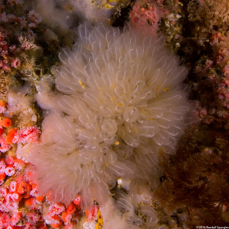 Clavelina huntsmani (Light Bulb Tunicate)