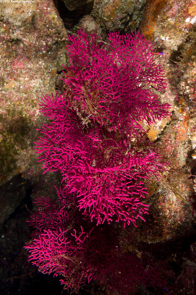 Eugorgia rubens (Purple Gorgonian)