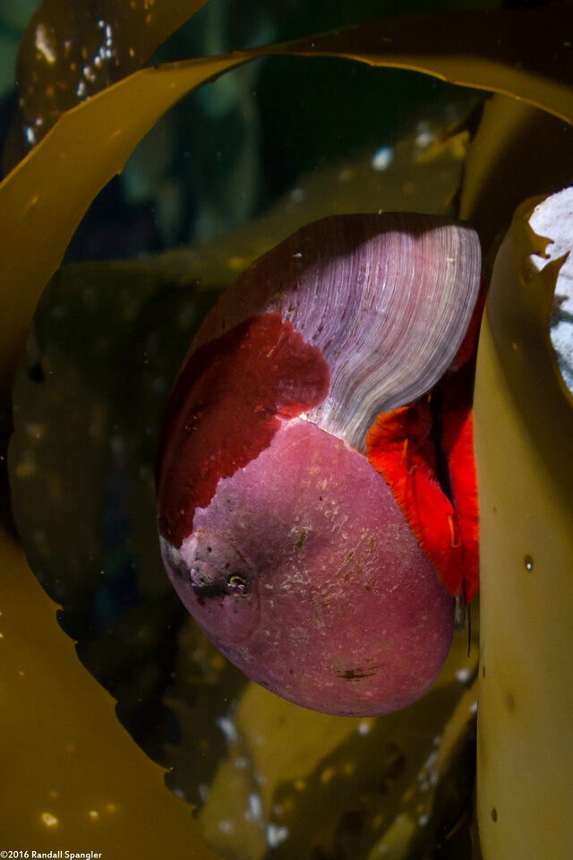 Norrisia norrisi (Norris's Top Snail)