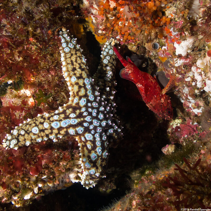 Pisaster giganteus (Giant Spined Star)