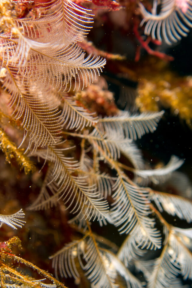 Aglaophenia sp.1 (White Feather Hydroid)