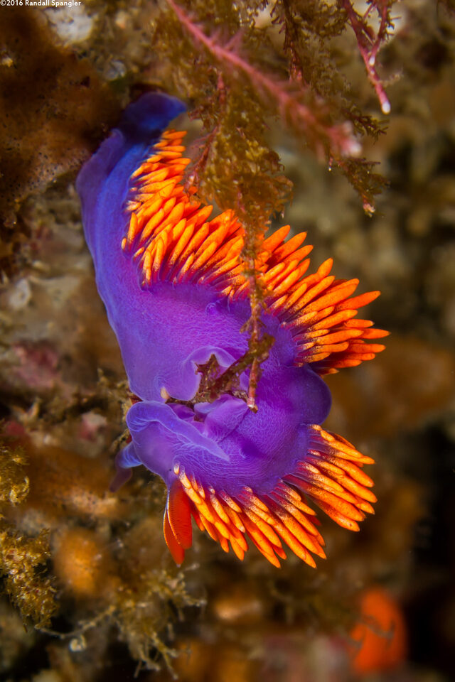 Flabellinopsis iodinea (Spanish Shawl)