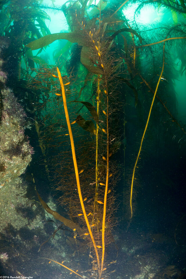 Egregia menziesii (Feather Boa Kelp)