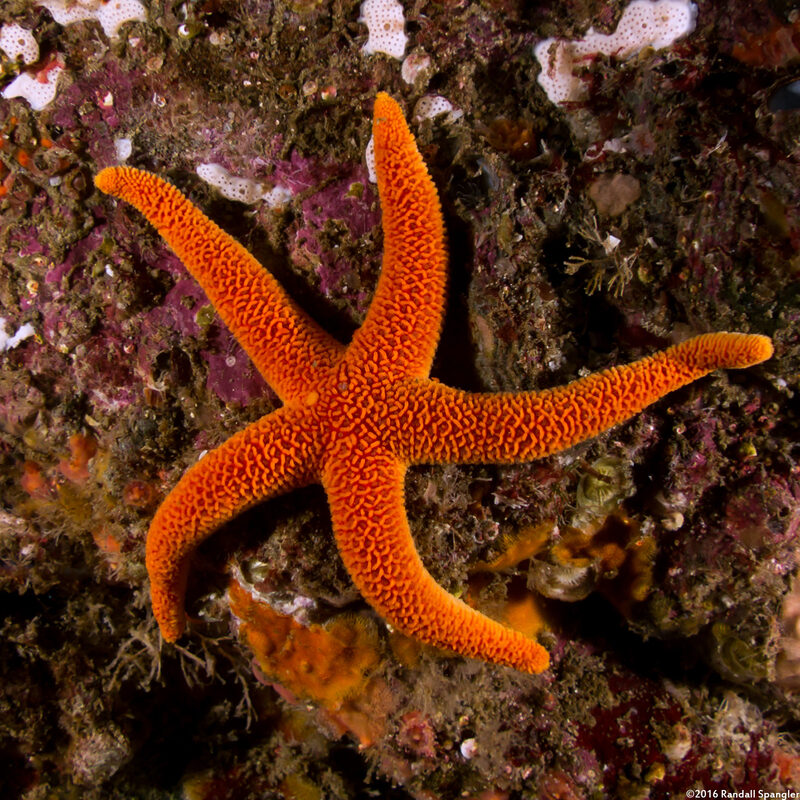 Henricia leviuscula (Blood Star)