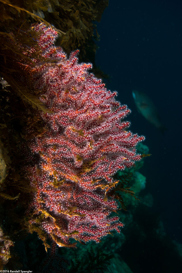 Muricea fruticosa (Brown Gorgonian)