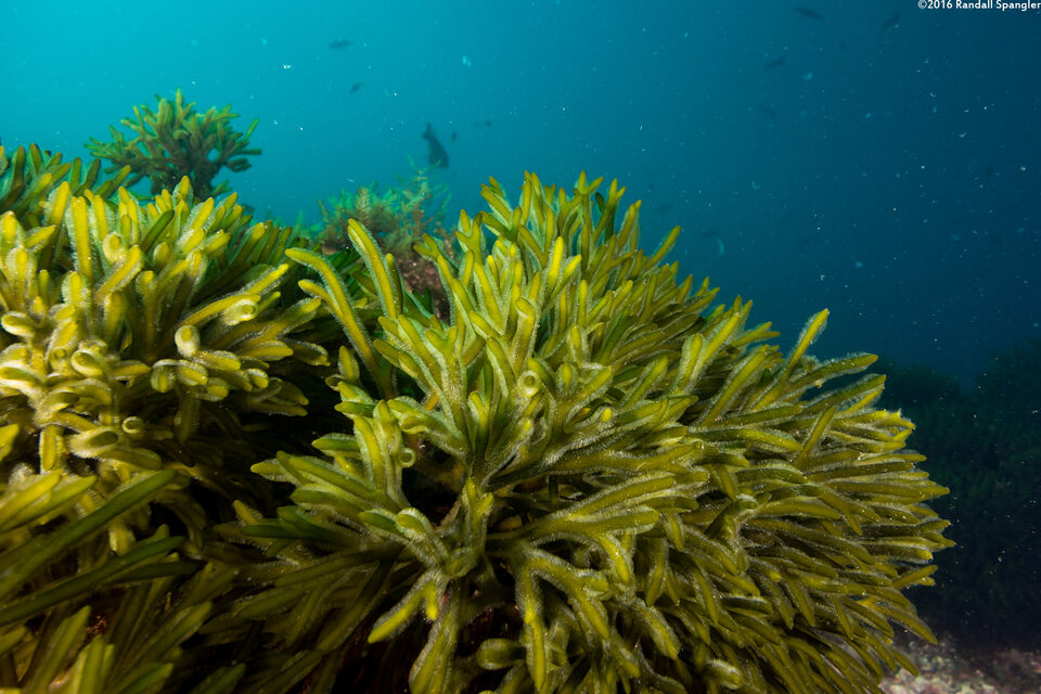 Codium fragile (Dead Man's Fingers)