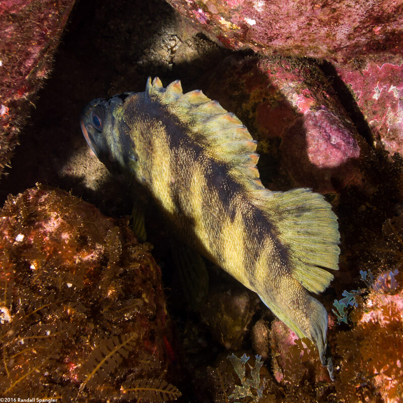 Sebastes serriceps (Treefish)