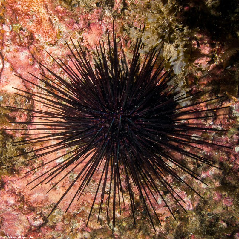 Centrostephanus coronatus (Crowned Urchin)
