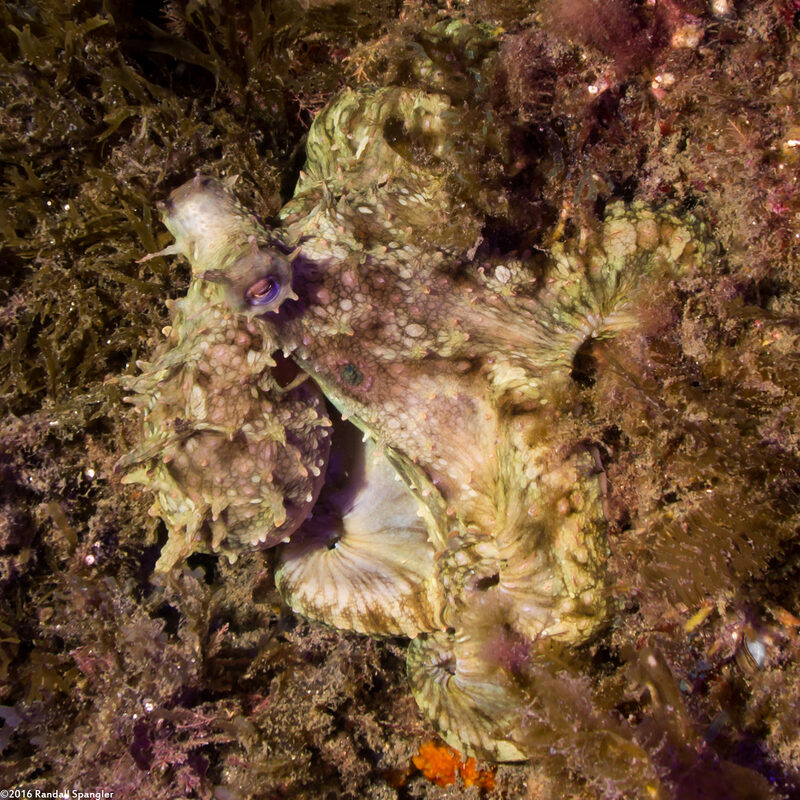 Octopus bimaculatus (Two-Spot Octopus)