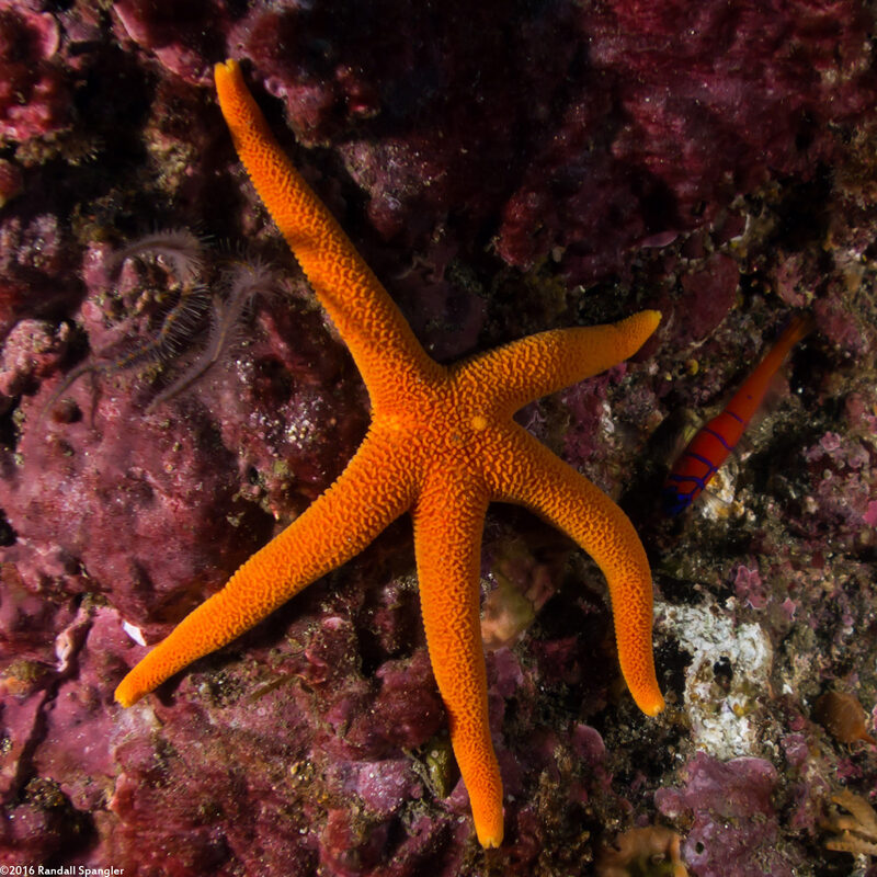 Henricia leviuscula (Blood Star)