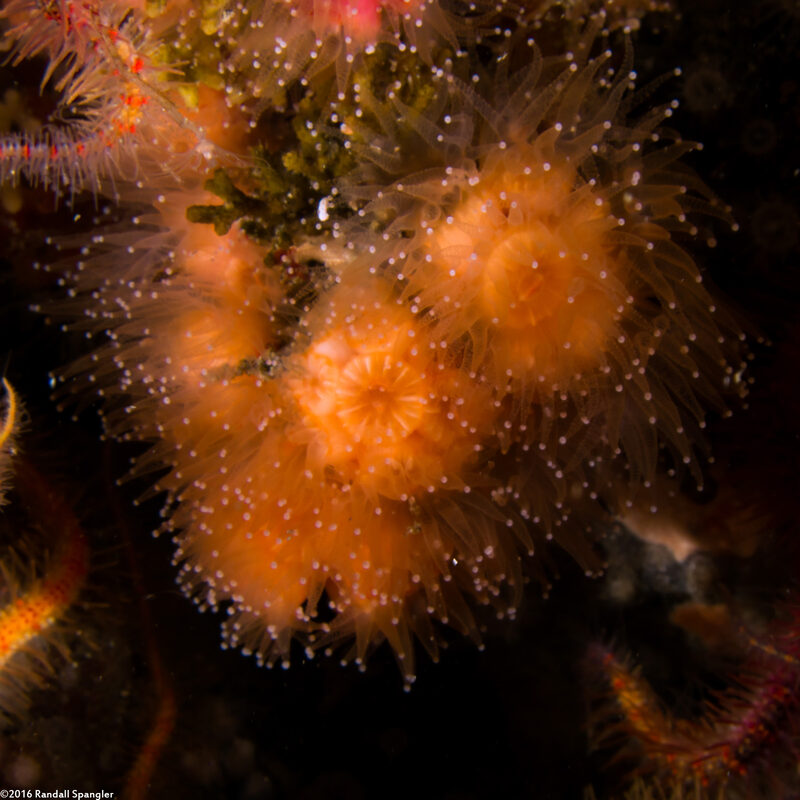 Coenocyathus bowersi (Colonial Cup Coral)
