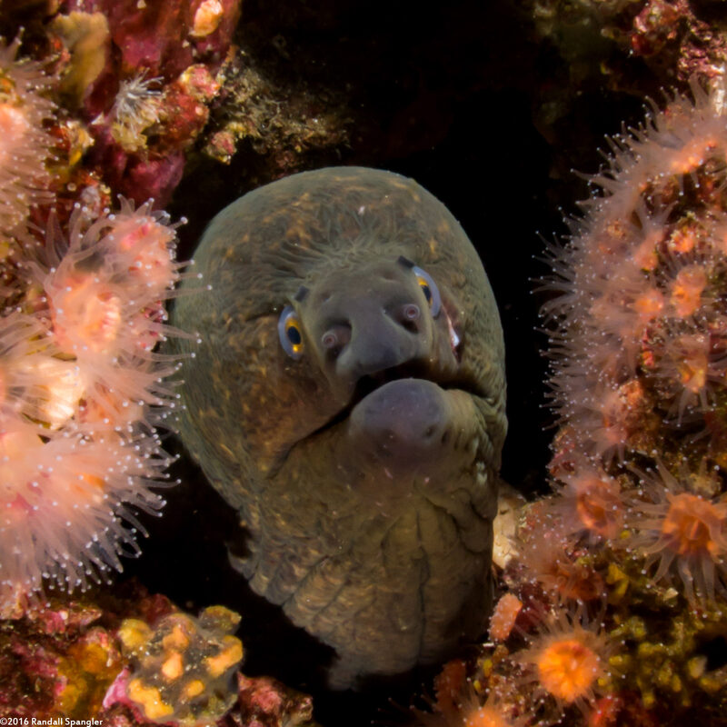 Gymnothorax mordax (California Moray)