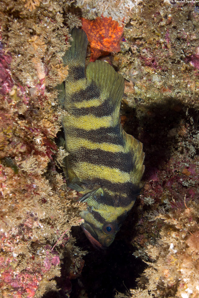 Sebastes serriceps (Treefish)