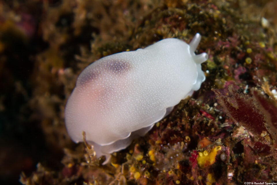 Berthella californica (California Berthella)