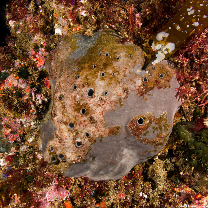 Spheciospongia confoederata (Gray Moon Sponge)