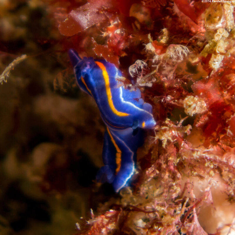 Felimare porterae (Porter's Chromodorid)