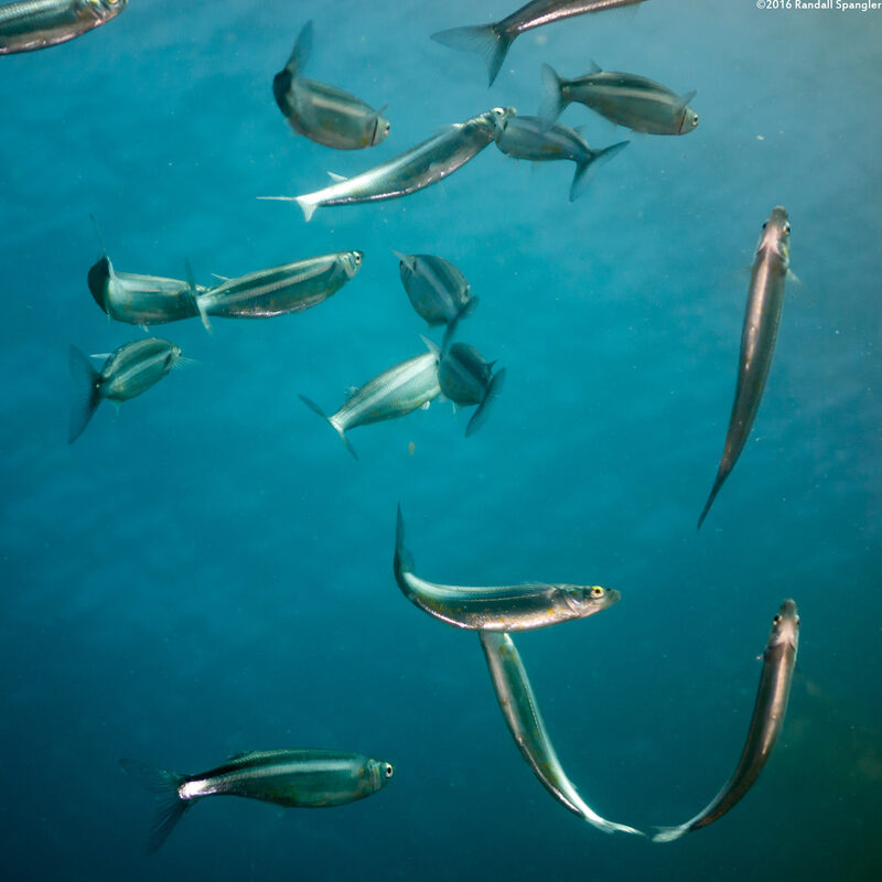 Atherinops affinis (Topsmelt)