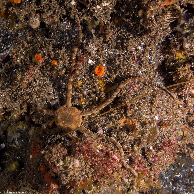 Ophioderma panamense (Banded Serpent Star)