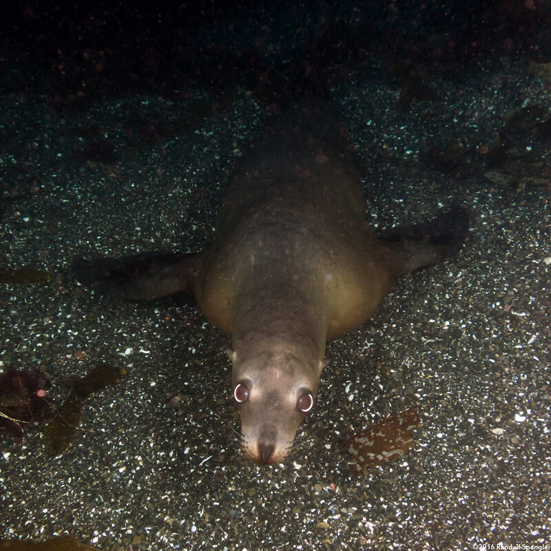 Zalophus californianus (California Sea Lion)