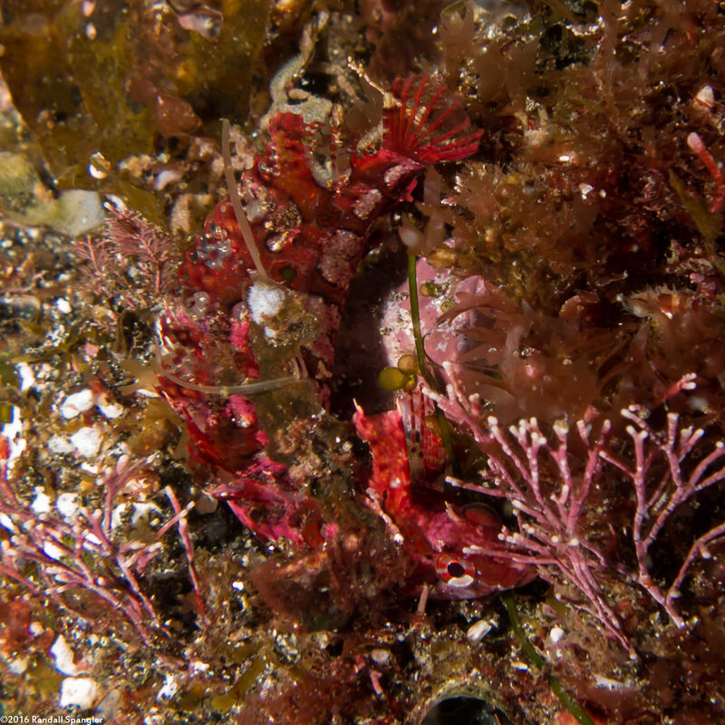 Gibbonsia montereyensis (Crevice Kelpfish)