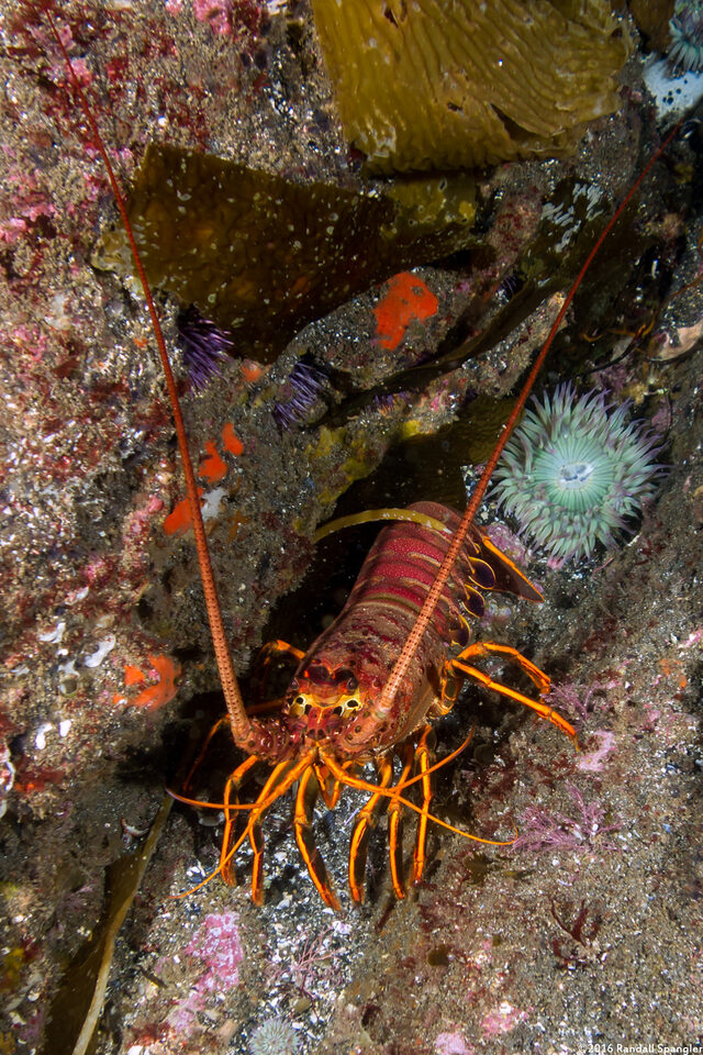 Panulirus interruptus (California Spiny Lobster)