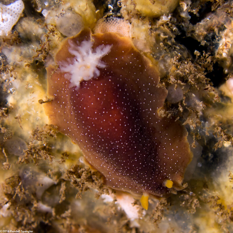Doriopsilla albopunctata (White-Spotted Dorid); Very brown one