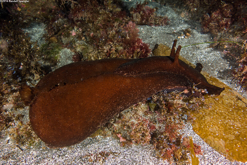 Aplysia vaccaria (Black Sea Hare)
