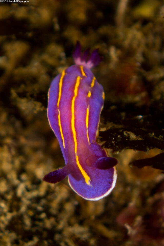 Felimida macfarlandi (MacFarland's Chromodorid)