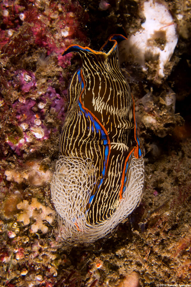 Navanax inermis (Navanax); Laying eggs