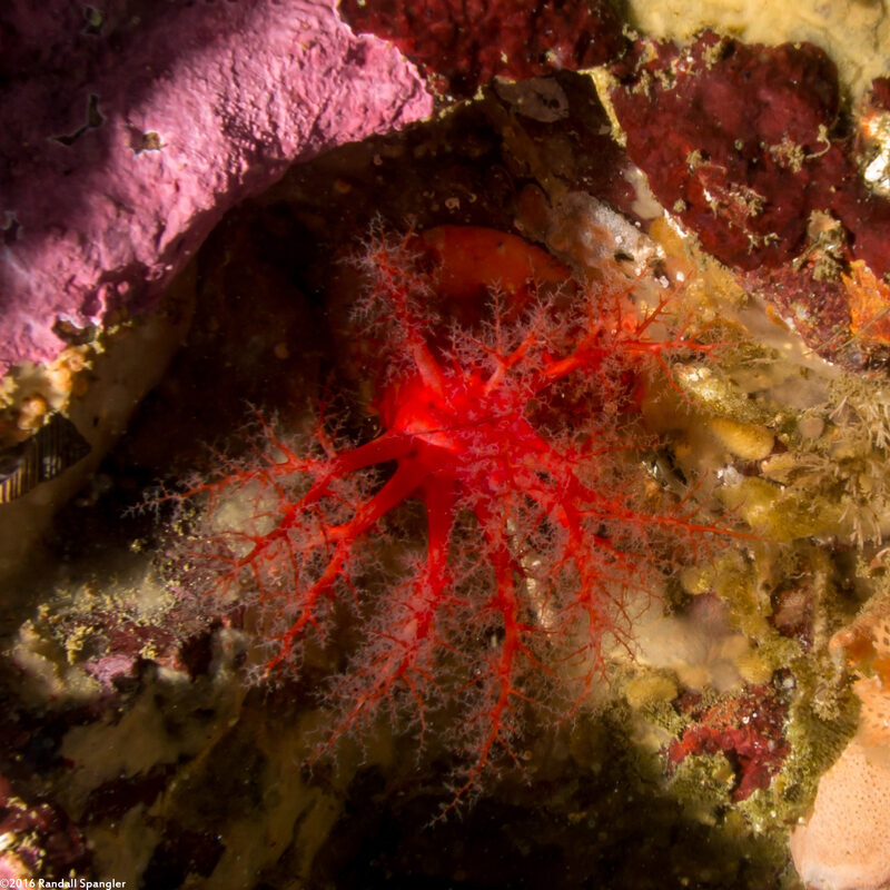 Psolus chitonoides (Slipper Sea Cucumber)
