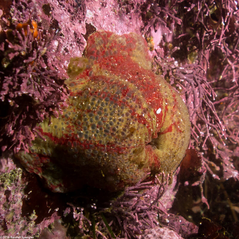 Urticina grebelnyi (Painted Urticina)