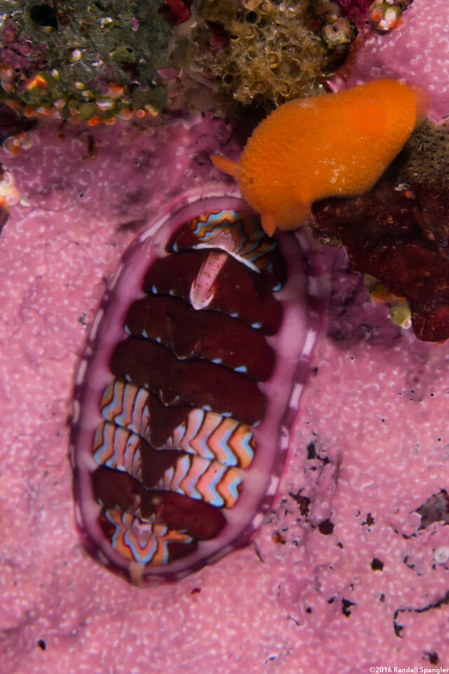 Tonicella lokii (Flame Lined Chiton)