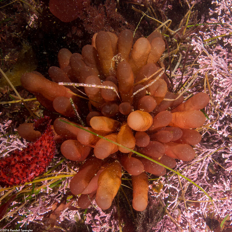 Botryocladia pseudodichotoma (Red Sea Grapes)