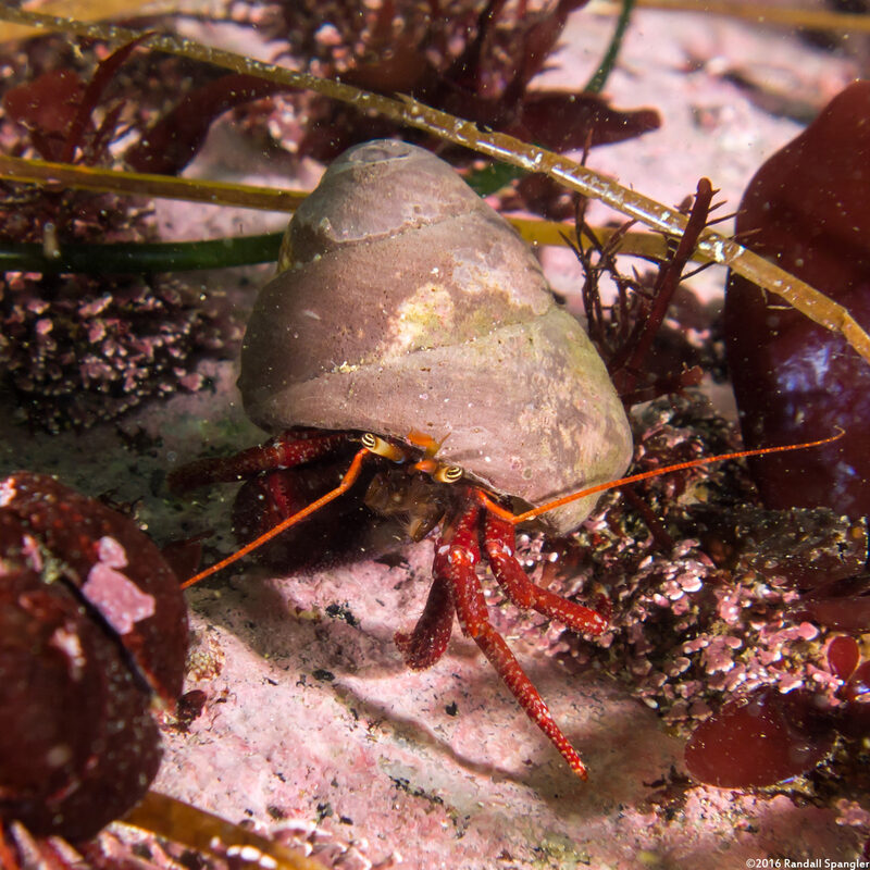 Pagurus hemphilli (Maroon Hermit Crab)