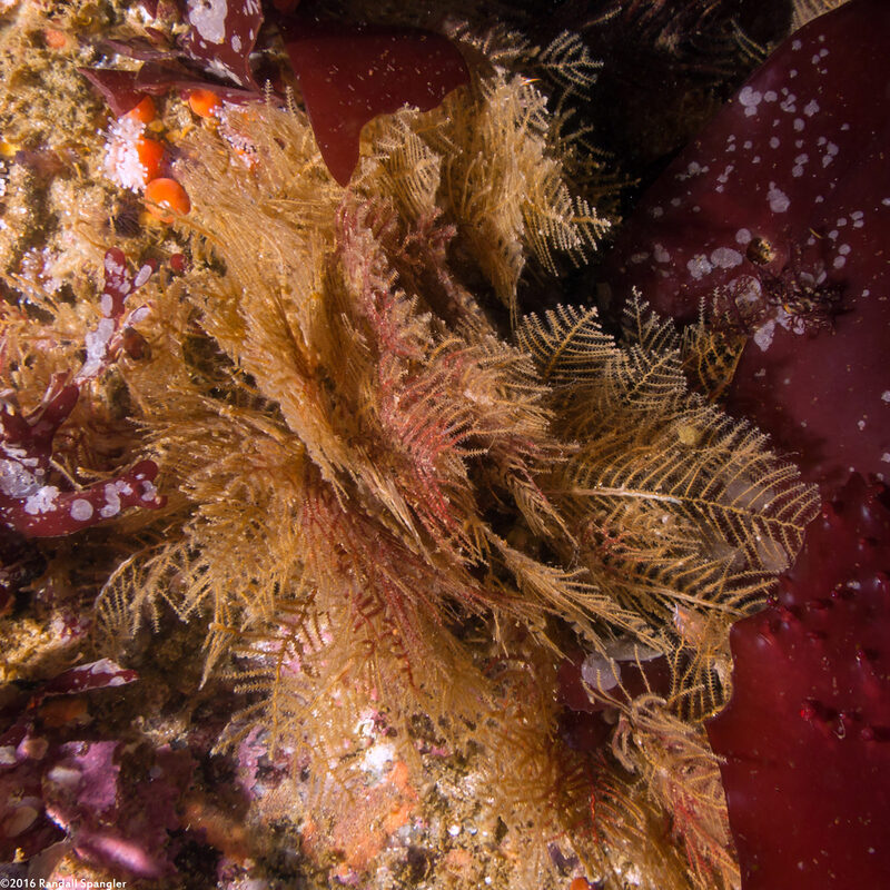 Abietinaria sp.1 (Sea Fir)